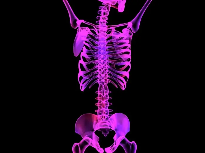 Framed Print : Upper Body Skeleton Print Framed Print : Upper Body Skeleton Print