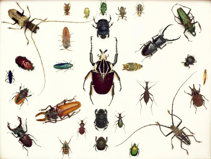 Framed Print : Beetle Specimens Print Framed Print : Beetle Specimens Print