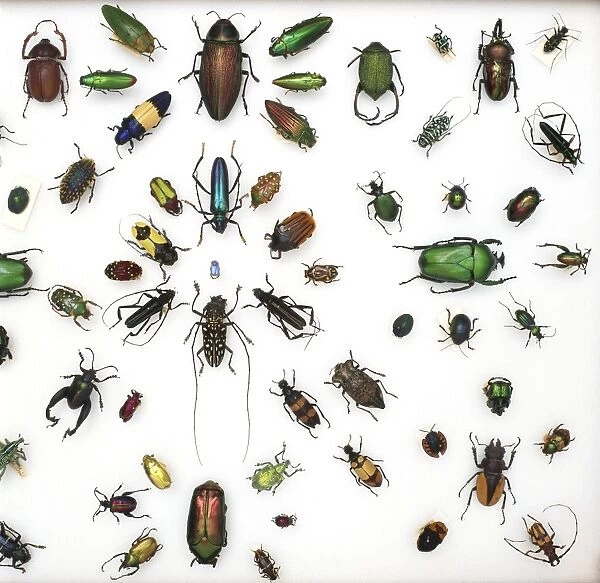 Various beetle specimens C016  /  5850