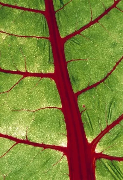 Veins in chard leaf