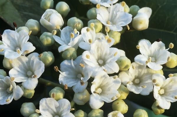 Viburnum tinus flowers