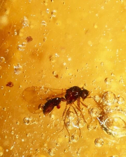 View of a fossilised hymenopteran in amber