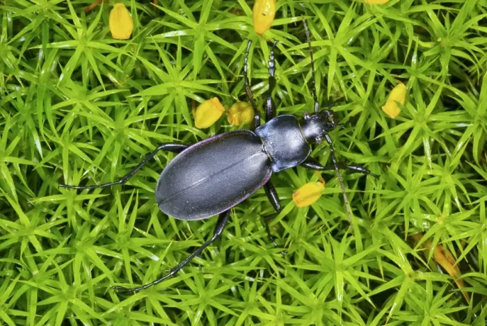 Framed Print : Violet Ground Beetle Print on Moss Framed Print : Violet Ground Beetle Print on Moss