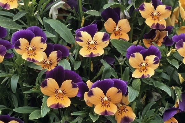 Violets (Viola cornuta Sorbet Orange Duet )