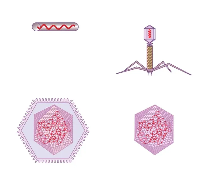 Framed Print : Virus structures Print: Computer artwork of three virus types