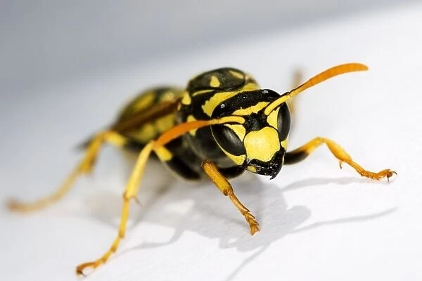 Wasp (Family Vespidae). This is one over 4, 000 species of social wasp