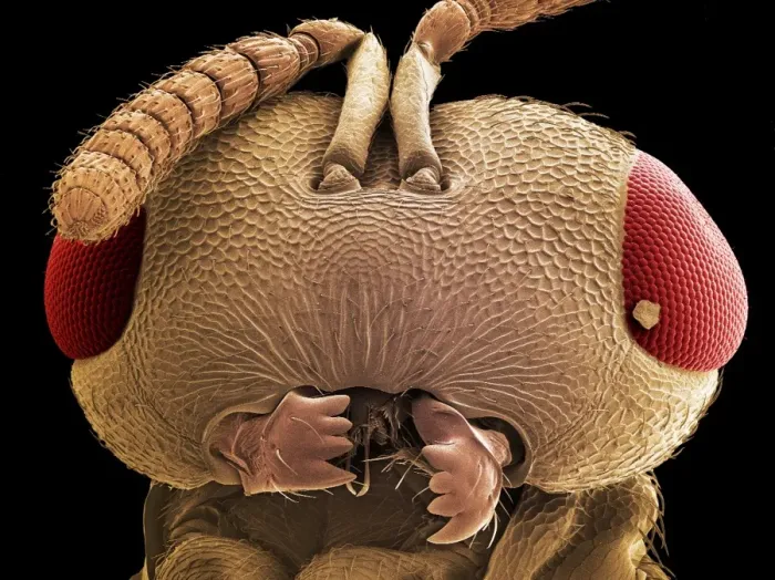 Framed Print : SEM Print of a Wasp Head Framed Print : SEM Print of a Wasp Head