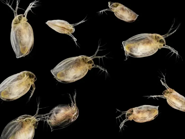 Framed Print : Water Fleas Print Framed Print : Water Fleas Print