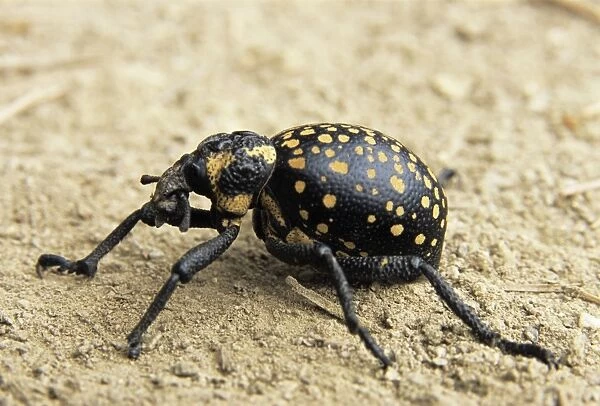 Weevil (Brachycerus sp.). Weevils are also known as snout beetles due to the large rostrum