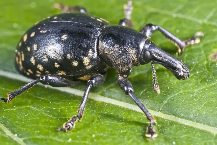Framed Print : Weevil on a Leaf Print Framed Print : Weevil on a Leaf Print