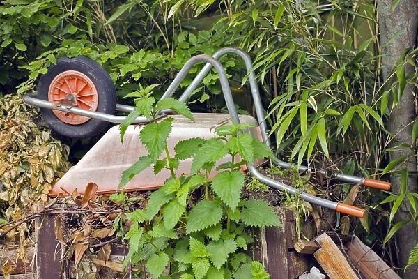 Wheelbarrow on compost heap C017  /  7461