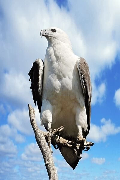 White-bellied sea eagle C018  /  2529