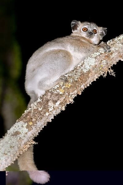 White-footed sportive lemur