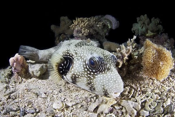 White spotted pufferfish
