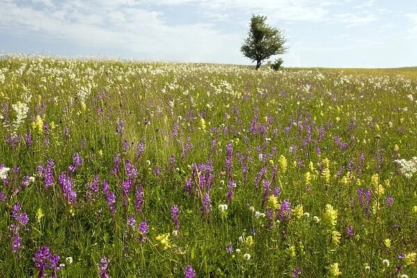 Wildflower meadows, Romania