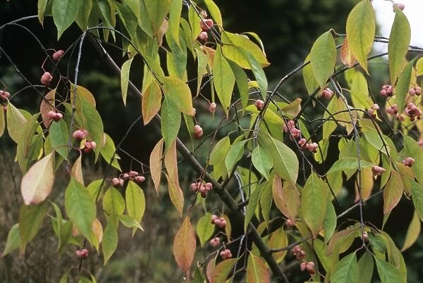 Winterberry euonymus Darts Pride