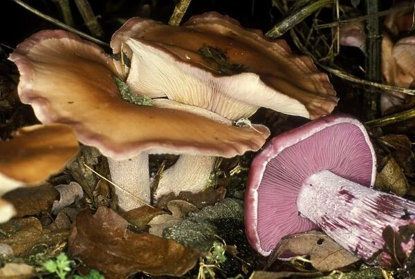 Wood blewit fungi