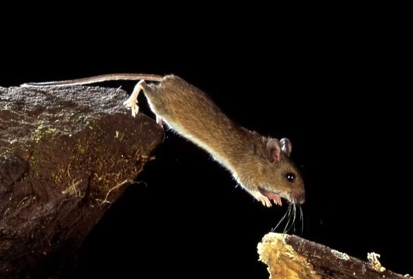 Wood mouse leaping. Wood mouse. High-speed photograph of a wood mouse