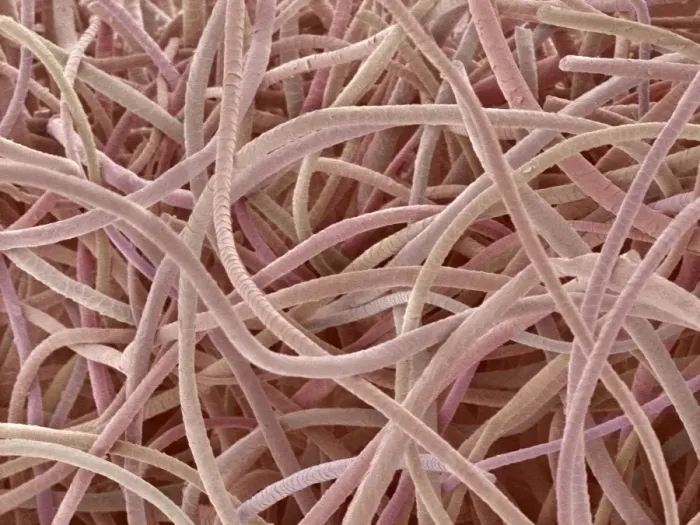 Framed Print : Wool SEM Print: Overlapping Cuticle Scales Framed Print : Wool SEM Print: Overlapping Cuticle Scales