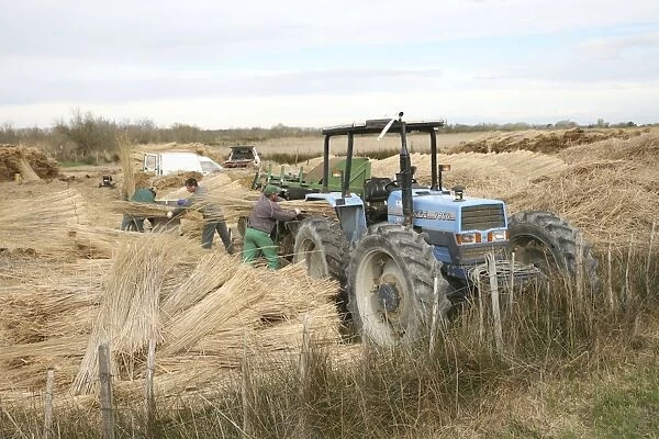 Workers harvesting common reeds