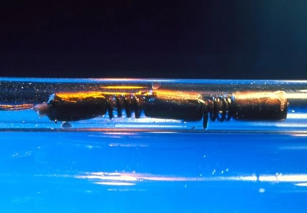 Worlds smallest robot worm in plastic tube