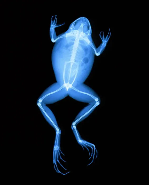 Framed Print : X-ray Print of a Frog (Ranidae) Framed Print : X-ray Print of a Frog (Ranidae)