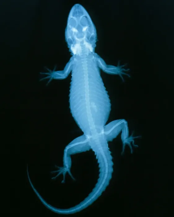 Framed Print : X-ray Print of a Gecko Lizard's Skeleton Framed Print : X-ray Print of a Gecko Lizard's Skeleton