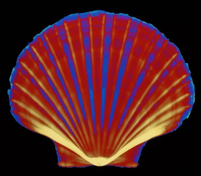 Framed Print : Coloured X-ray Print of Pecten Scallop Shell Framed Print : Coloured X-ray Print of Pecten Scallop Shell