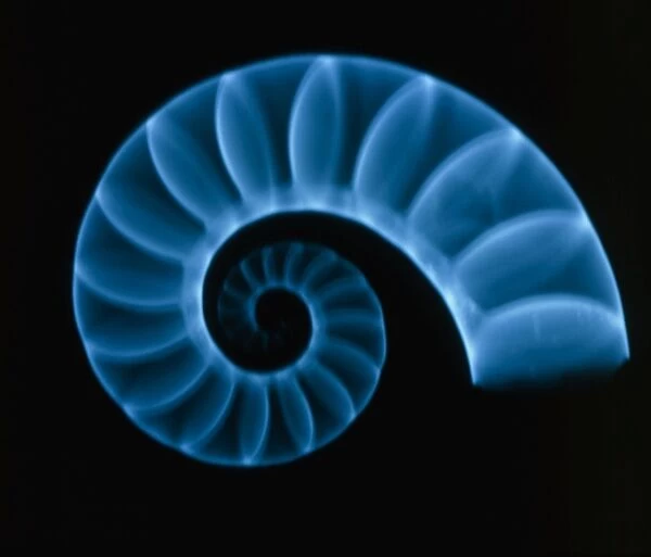 X-ray of rams horn squid shell (Spirula spirula)