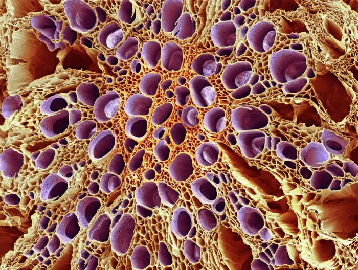 Framed Print : Xylem Tissue Print Framed Print : Xylem Tissue Print