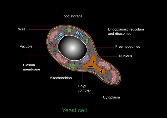 Framed Print : Yeast Cell Print Framed Print : Yeast Cell Print