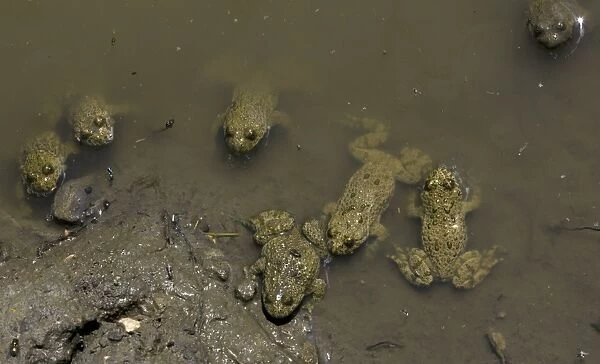 Yellow-bellied toads in shallow water