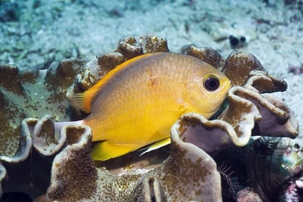 Yellow chromis on leather coral