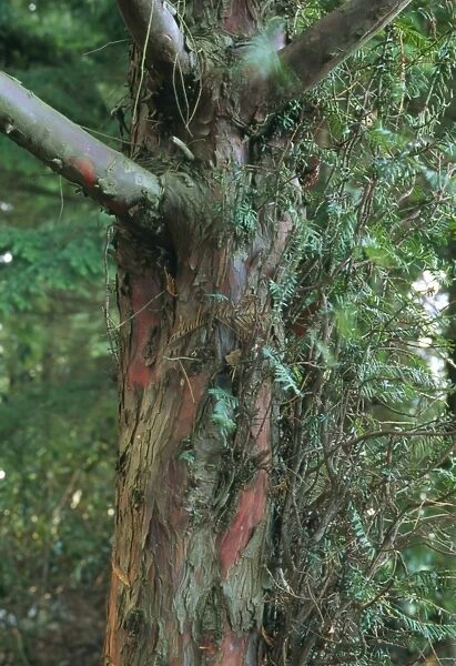 Yew tree trunk
