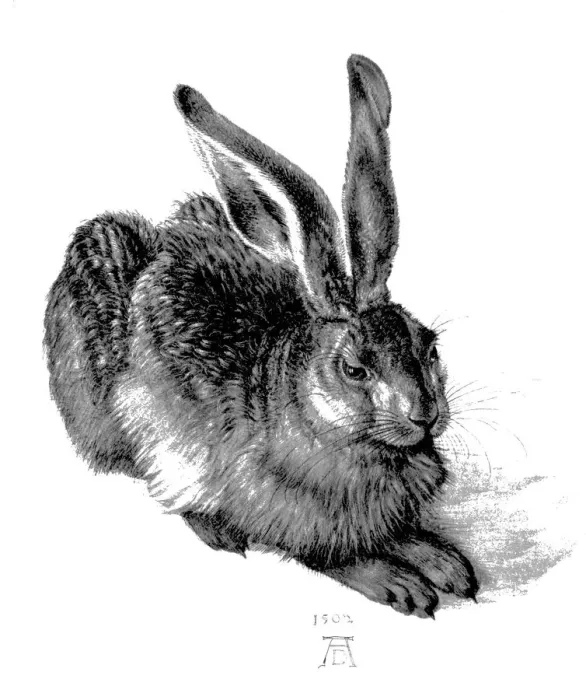 Framed Print : Durer's Young Hare Print Framed Print : Durer's Young Hare Print