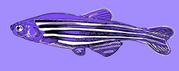 Zebrafish, illustration C018  /  0919