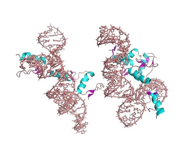 Zinc finger-RNA complex