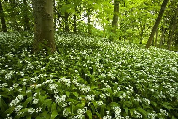 England, Yorkshire, Yorkshire Dales National Park. A blanket of Ramson wild garlic in Strid Wood