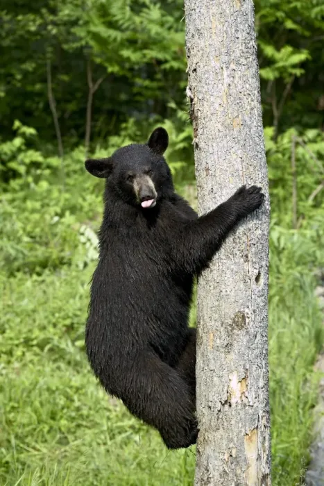 Framed Print : Black bear climbing tree print Framed Print : Black bear climbing tree print