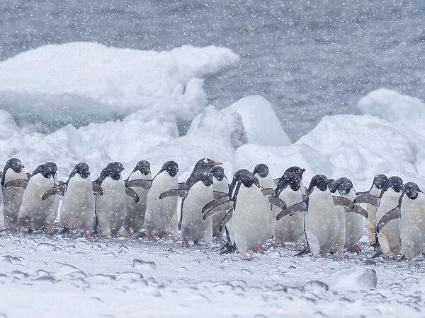 Adelie penguins (Pygoscelis adeliae), marching on the beach at Brown Bluff, Antarctic Sound, Antarctica, Polar Regions