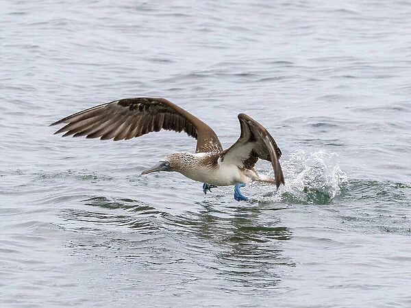 Adult blue-footed booby (Sula nebouxii) taking flight in Buccaneer Cove, Santiago Island, Galapagos Islands, UNESCO World Heritage Site, Ecuador, South America