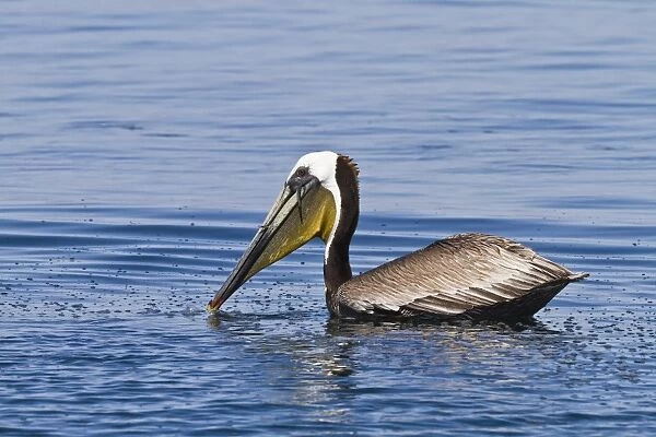 Adult brown pelican (Pelecanus occidentalis) with fish, Gulf of California (Sea of Cortez), Baja California, Mexico, North America