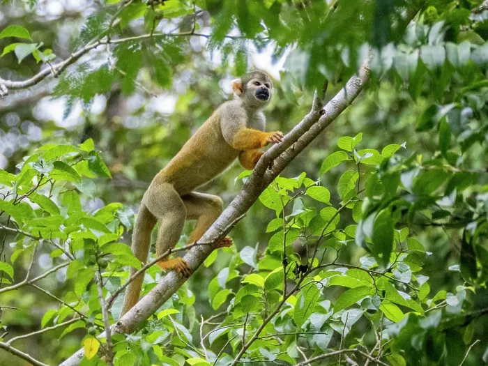 Framed Print : Squirrel Monkey Tree Climber Print