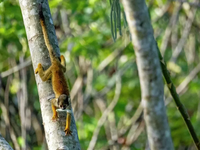 Framed Print : Squirrel Monkey Tree Climber Print