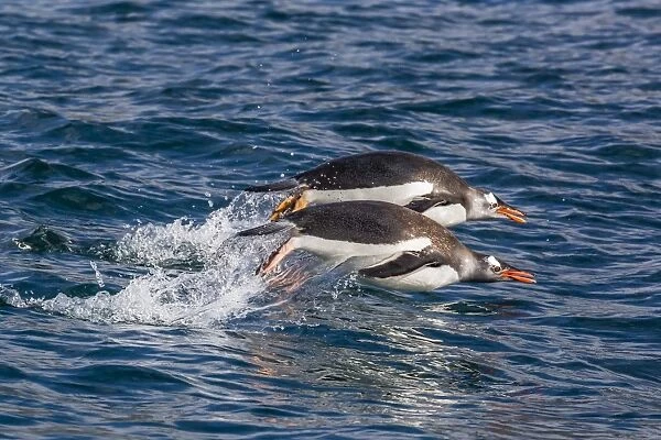 Adult gentoo penguins (Pygoscelis papua) porpoising for speed in Cooper Bay, South Georgia, UK Overseas Protectorate, Polar Regions