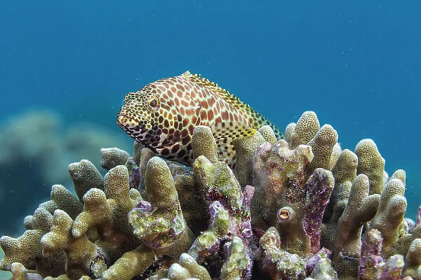 An adult honeycomb grouper (Epinephelus merra), off Bangka Island, near Manado, Sulawesi, Indonesia, Southeast Asia, Asia