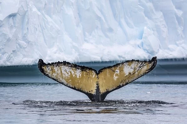 Adult humpback whale (Megaptera novaeangliae), flukes-up dive amongst the ice in Cierva Cove, Antarctica, Polar Regions