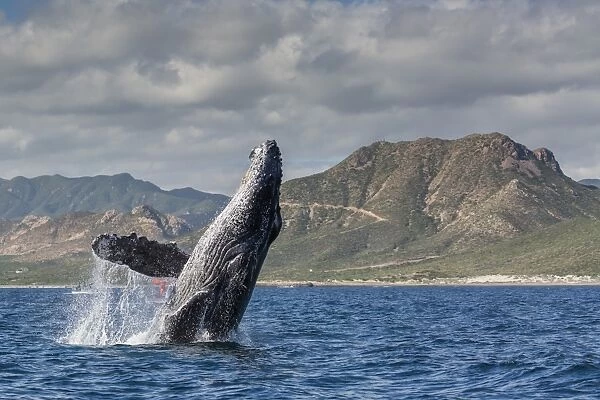 Adult humpback whale (Megaptera novaeangliae), breaching in the shallow waters of Cabo Pulmo