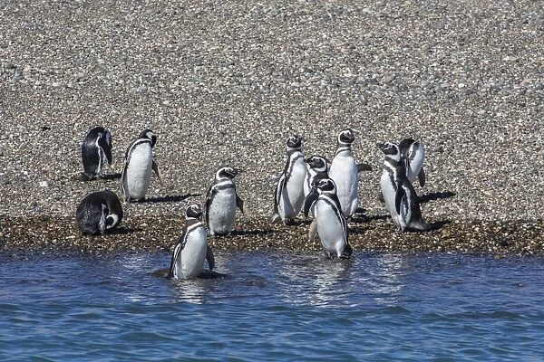 Adult Magellanic penguins (Spheniscus magellanicus), Puerto Deseado, Patagonia, Argentina, South America