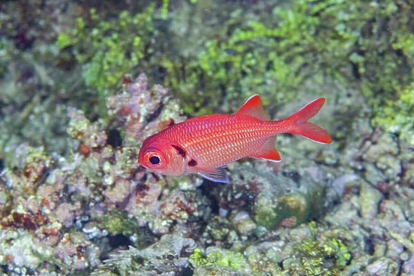An adult soldierfish (Myripristis spp), off the reef on Kawe Island, Raja Ampat, Indonesia, Southeast Asia